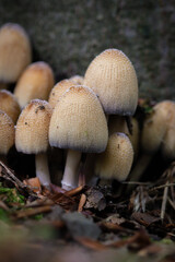 mushrooms in the forest © susannemogensen