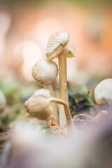 mushroom in the forest © susannemogensen
