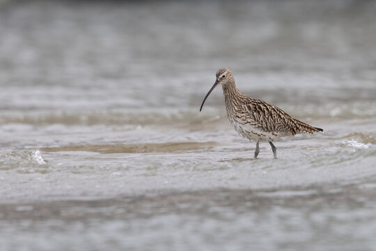Eurasian Curlew (Numenius arquata) Catching Marine Worm on Shore - Abruzzo, Italy