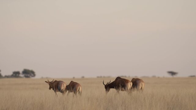 Common tsessebe, or sassaby (Damaliscus lunatus lunatus), in natural Kalahari-Nama Karoo transition habitat near Kimberley, Northern Cape, South Africa, showcasing African wildlife.