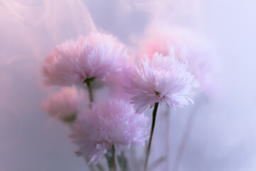 Obraz premium Smoke selected soft focus autumn chrysanthemum aster Flower through translucent matte frosted glass. The natural image is blurred with a grainy texture, set against a light foggy background.
