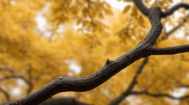 Stripped tree branch curving across lower frame with vibrant golden canopy rising out of focus behind it
