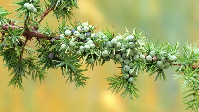 Branch of Juniper tree (Juniperus communis) with berries immature, moved by the wind