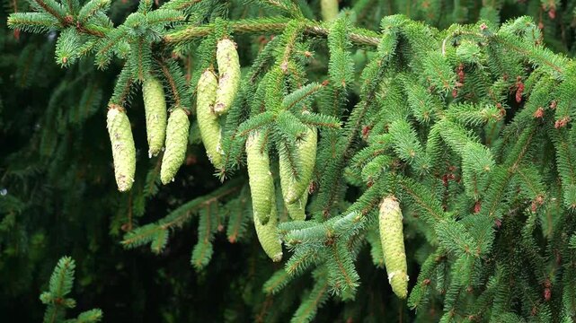 Spruce branch (Picea abies), with pine cone immature