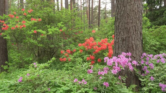 Rhododendron shrubs blooming in natural forest clearing in daylight