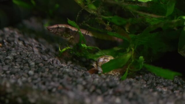 Macrognathus aral Spiny Eel on Aquarium Gravel 