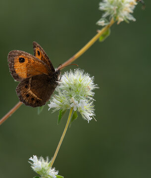Lobito listado (Pyronia bathseba) sobre flor silvestre en Cazorla, Espa&ntilde;a