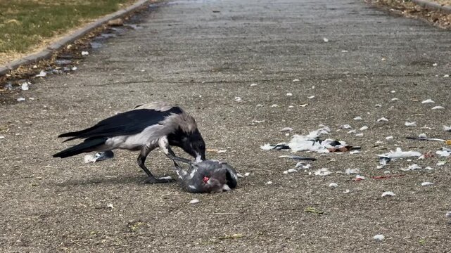 A hooded crow (Corvus cornix) preying on a dead pigeon on the ground, tearing feathers and eating it on a concrete sidewalk in an urban park. Survival of the fittest and natural selection concept in t