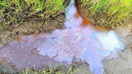 Obraz premium Oil slick on water surface with iridescent colors reflecting sunlight near grassy banks