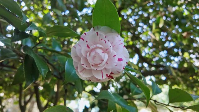 A variegated pink and white camellia japonica flower blooms among glossy green leaves.