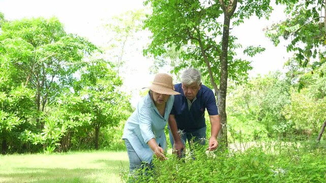 Older couple walking through a green garden and examining plants together, showing companionship, nature appreciation, active aging and outdoor leisure.