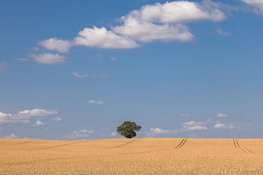 Getreidefeld in Mecklenburg-Vorpommern kurz vor der Ernte