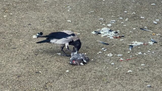 A hooded crow (Corvus cornix) preying on a dead pigeon on the ground, tearing feathers and eating it on a concrete sidewalk in an urban park. Survival of the fittest and natural selection concept in t