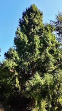 A tall cryptomeria japonica tree towers against a clear blue sky in bright sunlight.