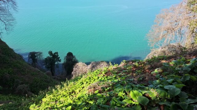 Ivy covered cliff foliage overlooks a calm turquoise sea beneath a bright horizon.