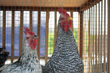 Two spotted chickens with red combs inside a wire mesh cage in a local farm coop, close-up shot. © Toirin