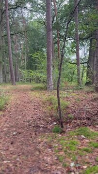 Waldspaziergang durch Kiefern, Eichen und Birken bis zu einem stillen See &ndash; Der Weg f&uuml;hrt &uuml;ber laubbedeckten Waldboden durch naturnahen Mischwald und &ouml;ffnet sich schlie&szlig;lich zum Wasser.