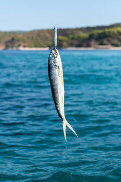 Mahi Mahi Caught on Fishing Lure with Sea and Beach in Background