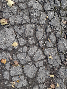 Cracked Asphalt Surface Texture. Worn asphalt strewn with dry twigs and yellow leaves. A wet, weathered road covered in moss. Close-up, top-down view.