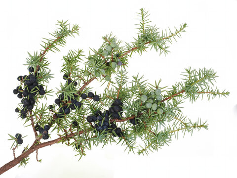 Branch of Juniper tree (Juniperus communis), with ripe berries, isolated on white background