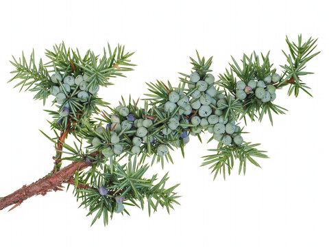 Branch of Juniper tree (Juniperus communis), with berries immature, isolated on white background