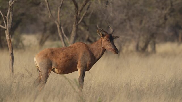 Common tsessebe, or sassaby (Damaliscus lunatus lunatus), in natural Kalahari-Nama Karoo transition habitat near Kimberley, Northern Cape, South Africa, showcasing African wildlife.