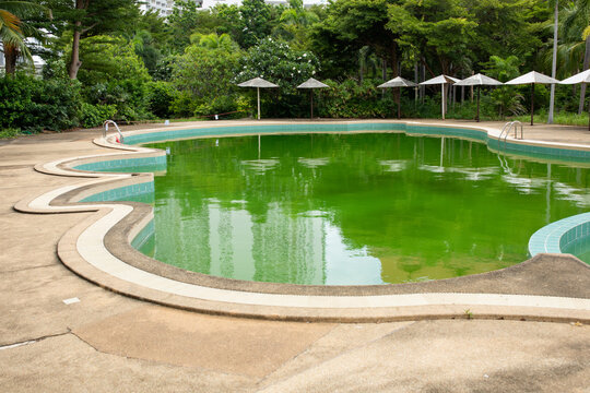 Empty swimming pool holds thick green algae bloom, curved tiled rim traces circular shape, lush palm trees and umbrellas surround untreated water in tropical setting