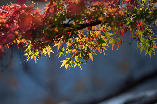Beautiful Red and Green Autumn Maple Leaves Translucent in Sunlight with Blue Sky Background