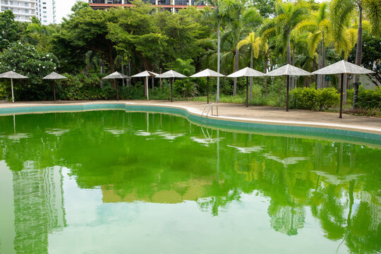 Green algae covered pool stretches beneath tall palm trees and white umbrellas, distant building rises above lush greenery, still water reflects overgrown tropical surroundings