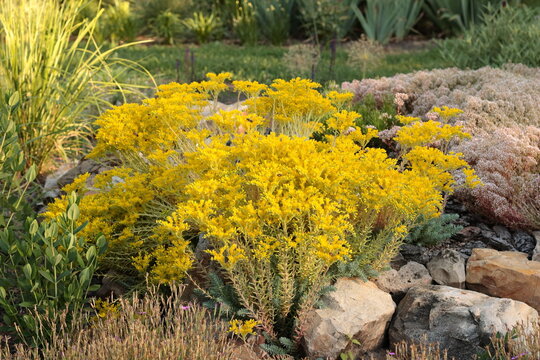 Vibrant yellow blooming blue spruce stonecrop Sedum reflexum Blue Spruce cluster growing among natural boulders in a sunny rock garden landscape