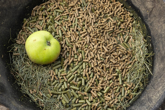 Horse feed bowl with chaff, nuts and an apple. Horse nutrition. Equestrian. 