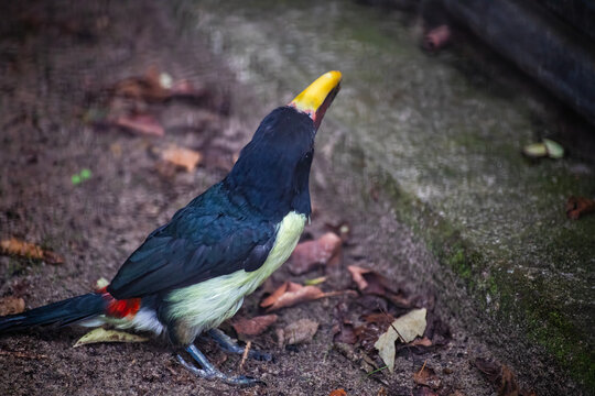 Green Aracari Sitting on the Ground Seen from Behind