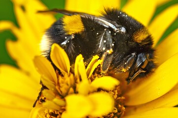 Schlafende Gartenhummel © Karl