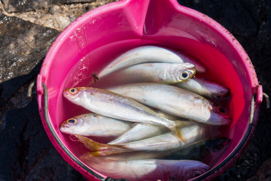 The fish shown in the bucket are bogas (Boops boops), one of the most common and abundant coastal species in the waters of Punta de Teno and throughout the Canary archipelago     Spain