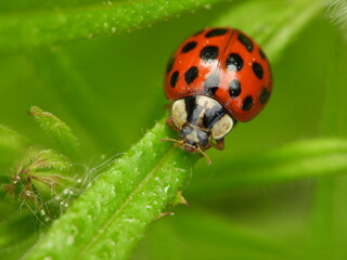 Fototapeta premium Red ladybug with black spots walking on bright green leaf in macro view