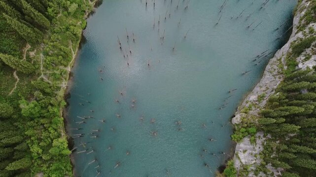 Aerial view of the sunk tree trunks of the Kaindy lake in Kazakhstan, with turquoise glacial waters surrounded by dense coniferous trees, Kazakhstan
