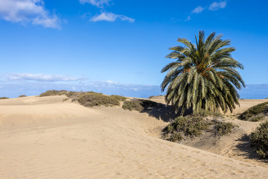 Gran Canaria Maspalomas sand dunes desert with palm tree on Canary islands in Spain