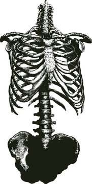 Vector illustration of human skeletal anatomy: sternum, torso, and hands.