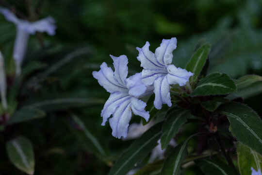 Close Up of Purple Strobilanthes Anisophylla Flower Blooming in Garden with Water Drops and Dark Background