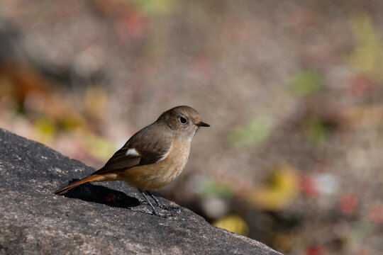 Female Daurian Redstart Perched on a Rock with Soft Autumn Background