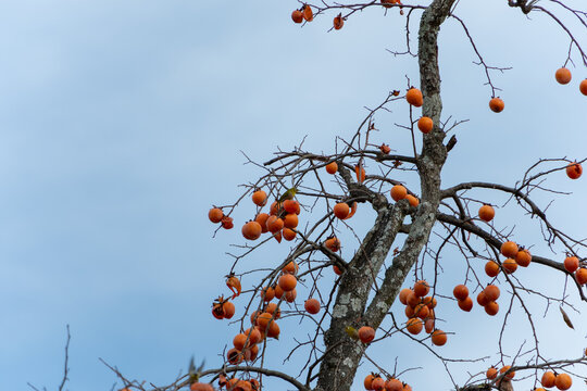 Ripe Persimmons on Tree Branches with Small Wild Bird under Clear Blue Sky in Autumn