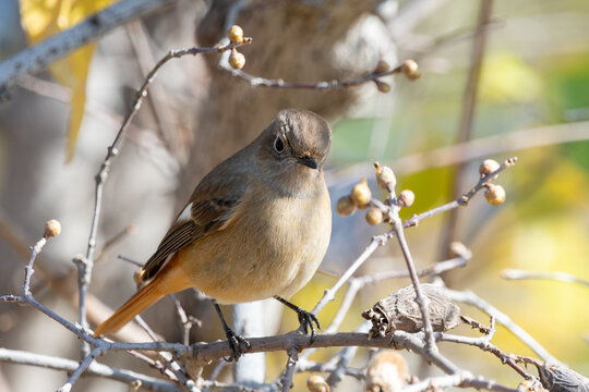 Female Daurian Redstart Perched on Branches with Soft Autumn Sunlight in Nature