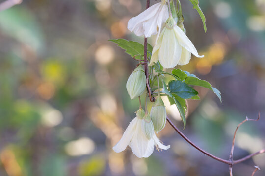 Soft Cream White Winter Clematis Flowers Blooming Elegantly in Winter Nature