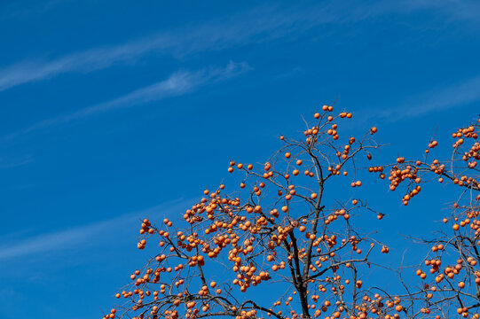 Ripe Orange Persimmons on Tree Branches against Deep Blue Sky in Autumn Nature