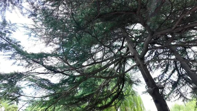 Bamboo, willow and pine trees in Chinese garden