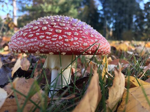 Gauja, Latvia, October 2018