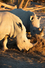 Two White Rhinoceros' Grazing in the Wild Under the Warm Sun on an African Safari, Majestic Endangered Wildlife in Its Natural Habitat © ChristyLangPhotos