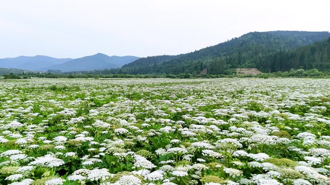 Thickets of Heracleum sosnowskyi  (Sosnowsky's hogweed) in the natural ecosystems of the Carpathians, in the Stryi River valley. The invasive, poisonous plant Sosnowsky's hogweed in natural ecosystems