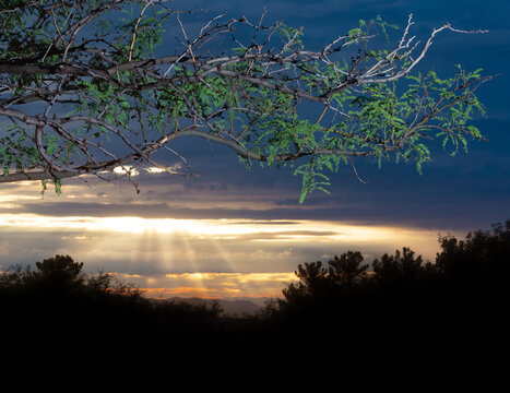 Southern Arizona sunrise with sunbeams and mesquite tree