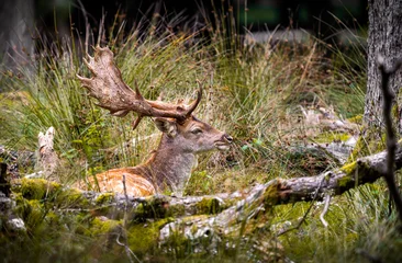 Hirsch / Reh in der Natur © Marcus Retkowietz